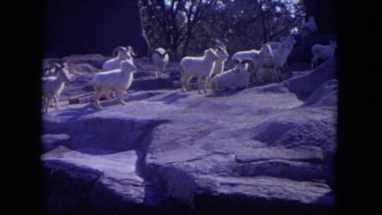 White horned sheep standing and walking across rocky zoo ledges.