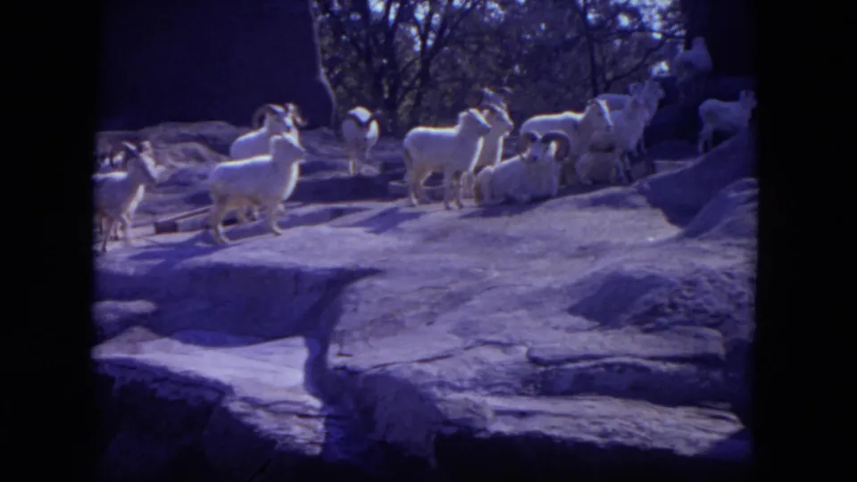 White horned sheep move across a rocky enclosure at Lincoln Park, Illinois, in 1972 8mm footage.