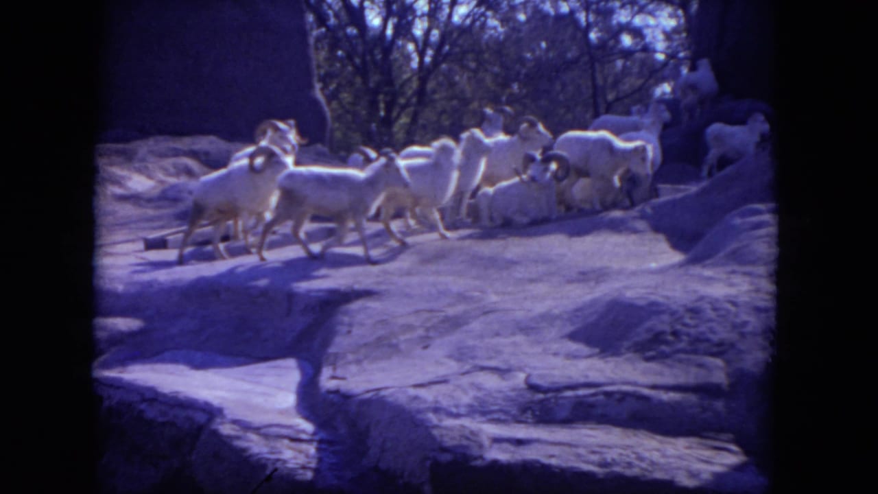 A flock of white horned sheep gathers on artificial rockwork in 1972 Lincoln Park zoo footage.