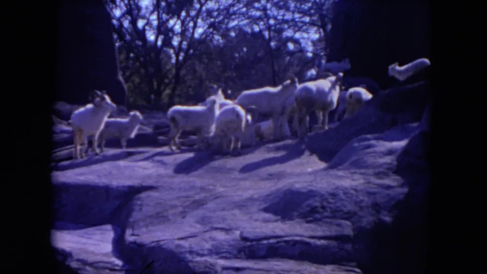 White horned sheep pause and cluster on a sloped rocky ledge in Lincoln Park, Illinois, 1972 footage.