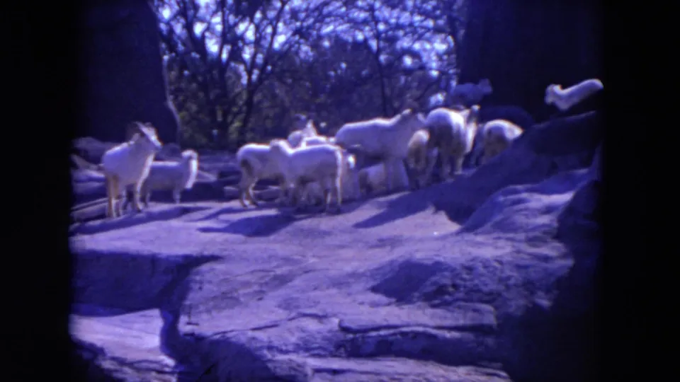 The flock stands together on tiered rockwork, seen in purple-shifted 1972 8mm footage from Lincoln Park, Illinois.