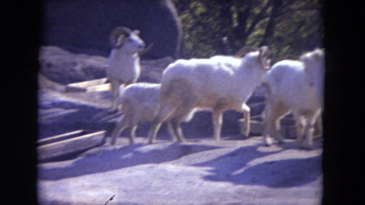 Several pale sheep or goats stand on rocks in a zoo enclosure.