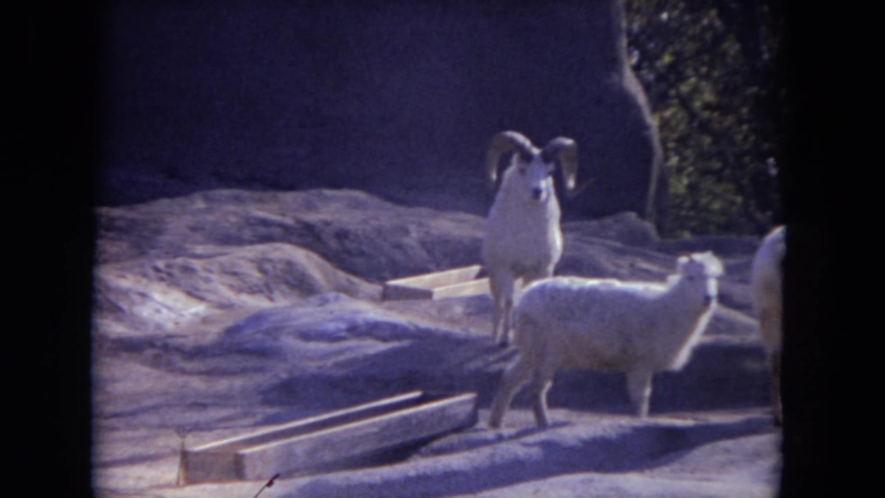 A horned ram stands behind a smaller sheep or goat on rocky ground.