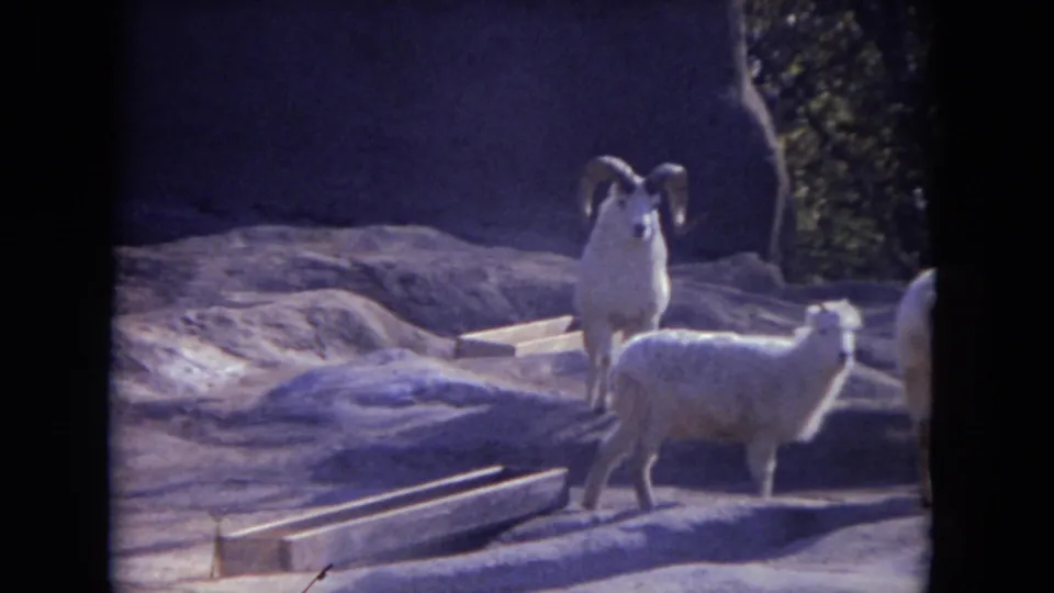 Horned animal and smaller pale sheep or goat in a rocky Lincoln Park Zoo enclosure, filmed on 8mm in 1972.