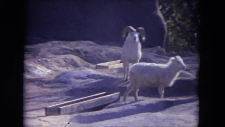 1972 8mm frame of a horned sheep or goat with a smaller animal on a sunlit rocky zoo exhibit.