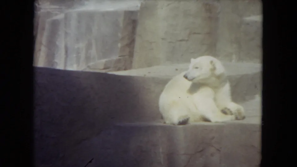 A polar bear rests on stone steps in a Lincoln Park Zoo enclosure, filmed in soft 8mm color during the 1972 visit.