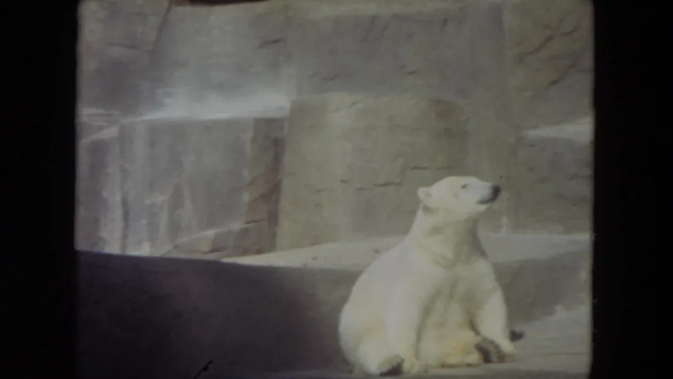 A seated polar bear is shown against the stone enclosure wall at Lincoln Park Zoo in this 1972 8mm home-movie frame.