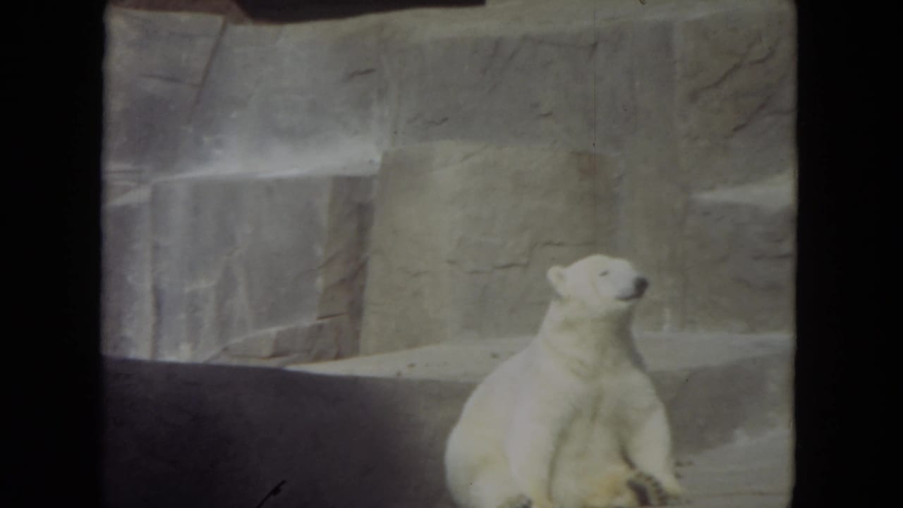 Polar bear sitting upright before gray stone enclosure walls.