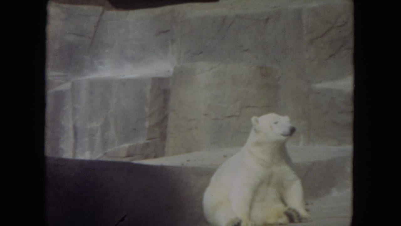 Polar bear seated with head raised beside stone walls.