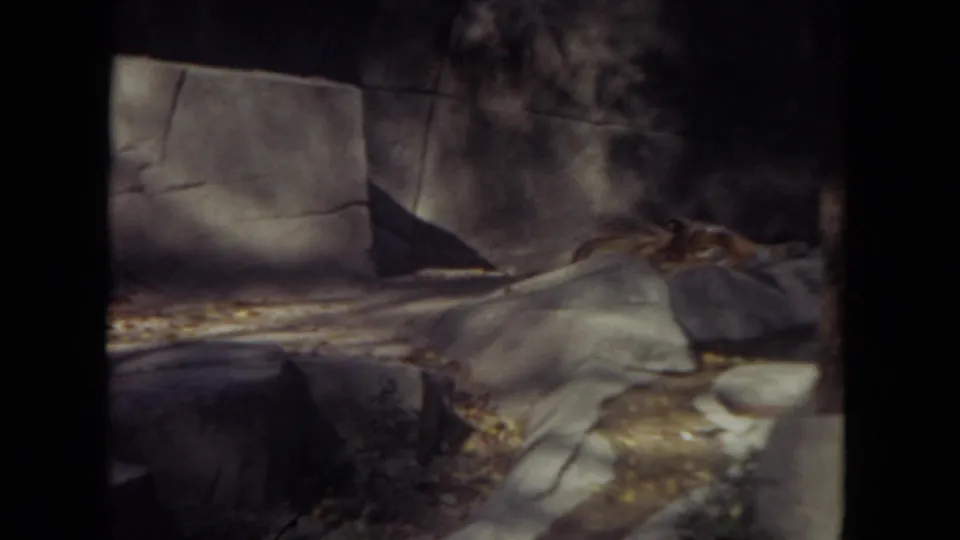 A shaded section of the same zoo enclosure shows rock-like forms, concrete surfaces, and scattered leaves.