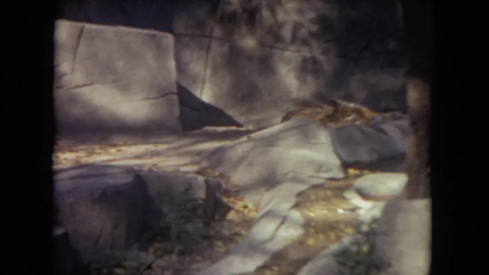 The final frame shows a darker rocky section of the enclosure, with leaves and stone forms visible but no people present.