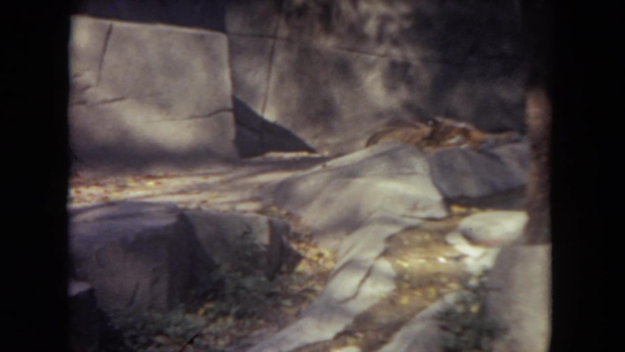 Lion resting on a rocky ledge inside a shadowed zoo enclosure.