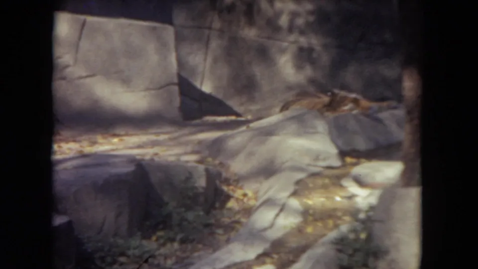 1972 Lincoln Park zoo footage shows Hubert the Harris Lion lying on a stone ledge in a shaded enclosure.