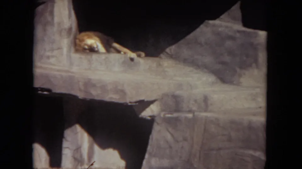 Hubert the Harris Lion appears partly hidden in shade on a stone platform within the zoo habitat.