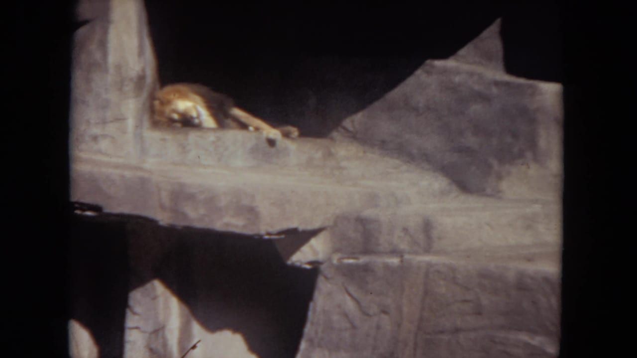 Male lion sleeping on an upper rock ledge inside a shadowed zoo enclosure.
