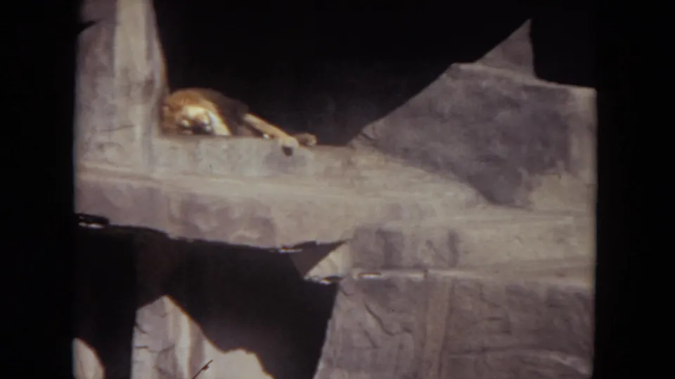 1972 Lincoln Park zoo footage showing a male lion resting on a rocky ledge in a dim artificial enclosure.