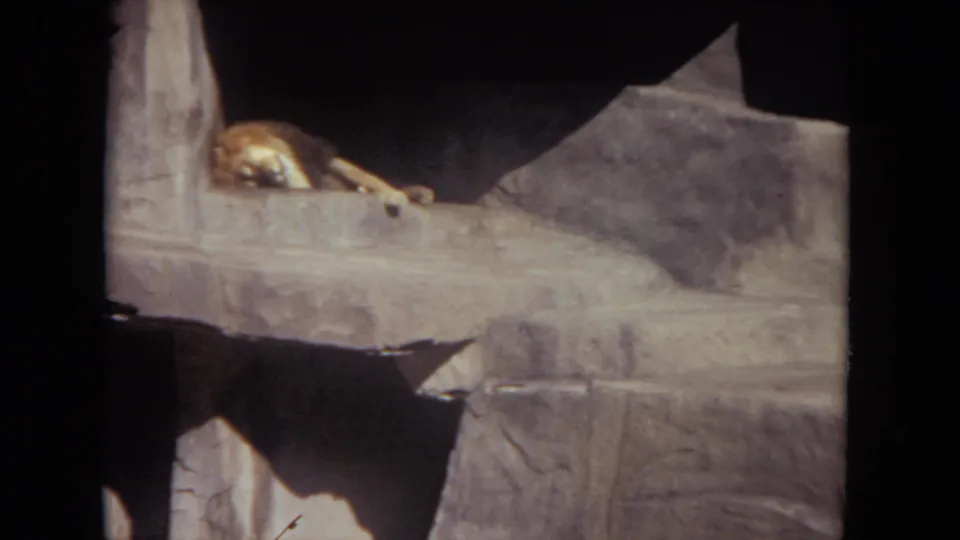A male lion lies asleep on a rock shelf at Lincoln Park, with the 8mm frame showing dark borders and faded color.