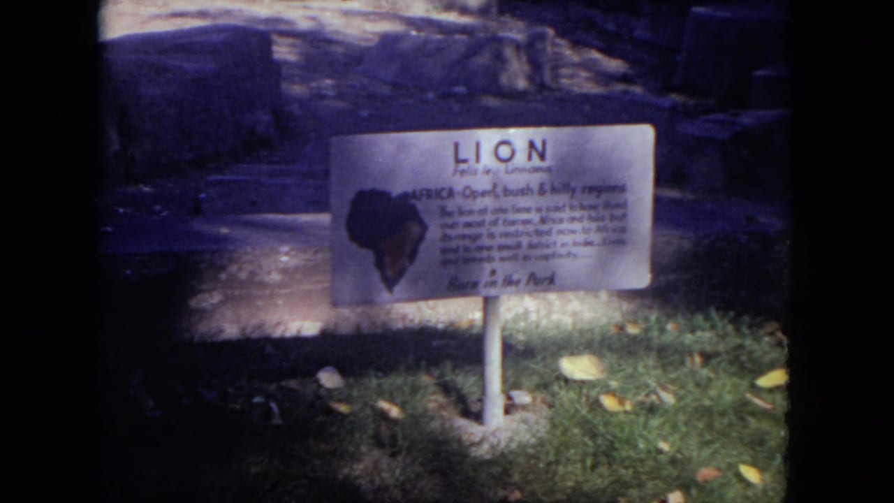 Lion exhibit sign on grass in front of rocky enclosure.