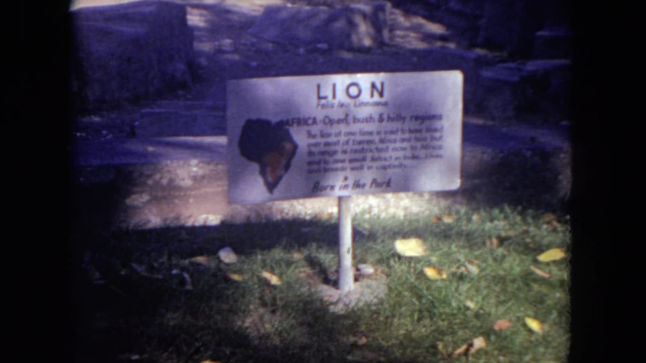 Lion exhibit sign beside grass and rockwork.