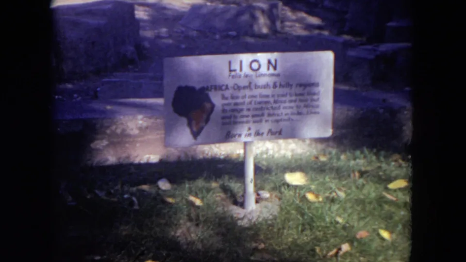 The camera holds on the lion exhibit sign, with grass, leaves, and a rocky enclosure visible behind it.