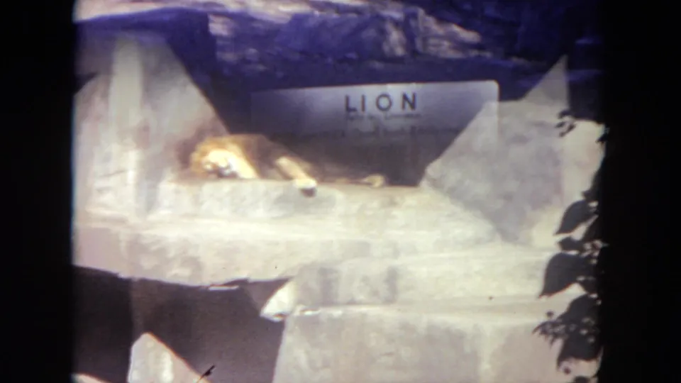 A lion rests on a stone ledge inside the cave-like zoo habitat, with the exhibit sign partly visible behind the frame overlap.