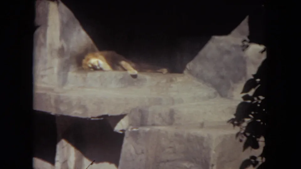 The final frame shows the lion lying still on a raised stone ledge inside the dim, rocky enclosure.