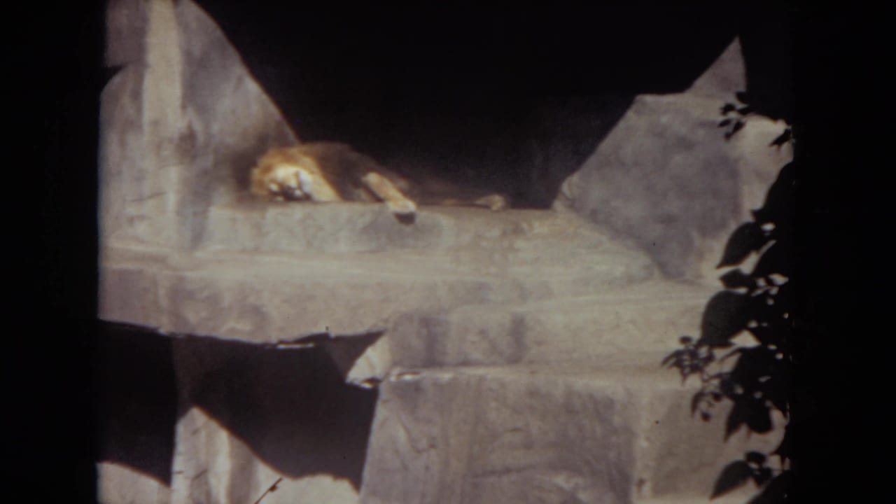 Lion resting on a rocky zoo ledge inside a shadowed enclosure.