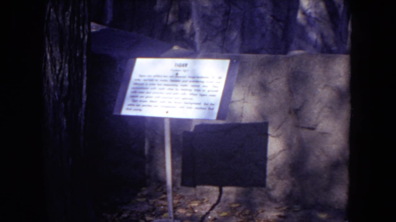 Illuminated tiger information sign in front of a rocky zoo enclosure.