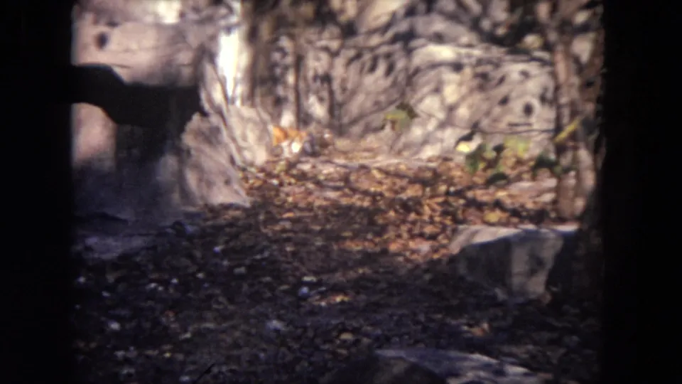 The 1972 Lincoln Park zoo clip shows a rocky, leaf-covered enclosure area with roots and deep handheld shadows.