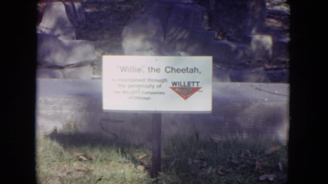 White sign identifying Willie the cheetah beside a rocky zoo enclosure.