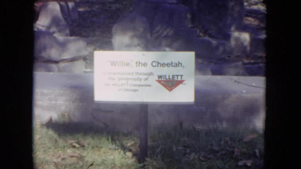1972 Lincoln Park zoo footage shows a white sign for Willie the cheetah with a visible Willett sponsor mark near the enclosure.