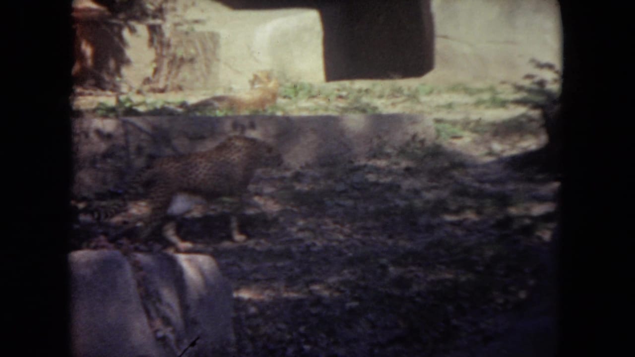 Cheetah walking in a shaded rocky zoo enclosure.