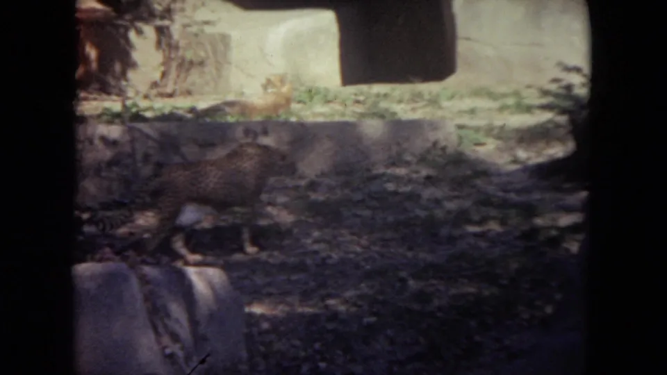 A cheetah walks across a shaded rocky enclosure in the 1972 Lincoln Park zoo home-movie clip.