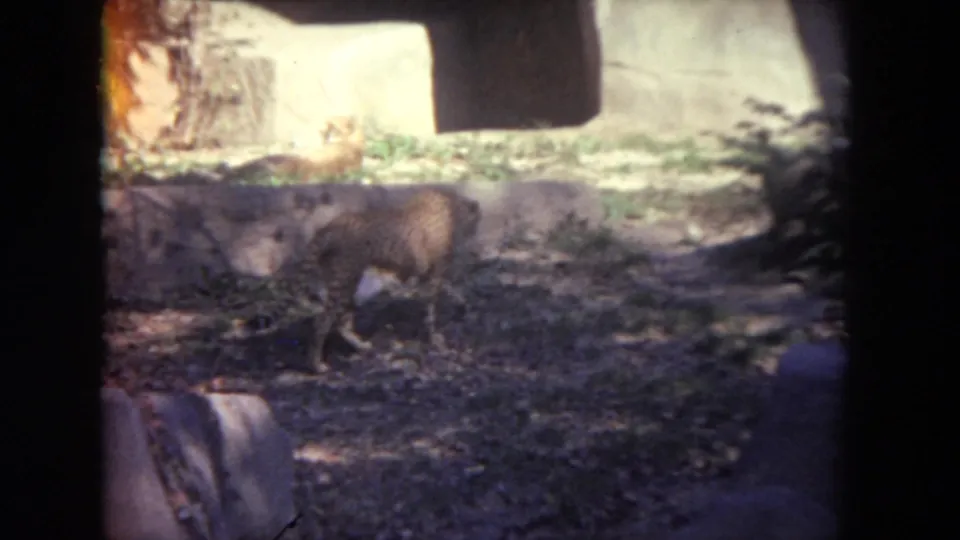 The cheetah continues walking through the Lincoln Park zoo enclosure, framed by rocks, shadows, and 8mm film edges.