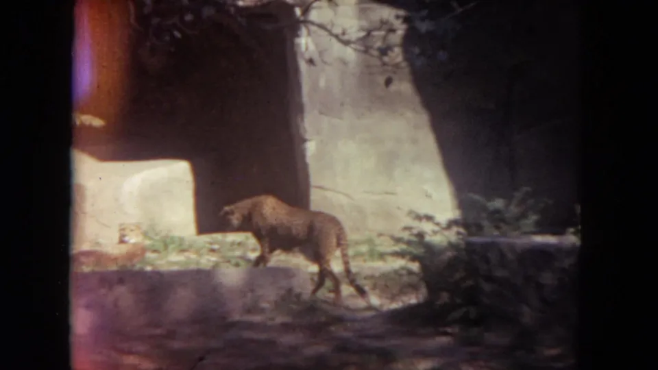 A cheetah stands near a pale enclosure wall and rocky ledge in the 1972 Lincoln Park zoo scene.