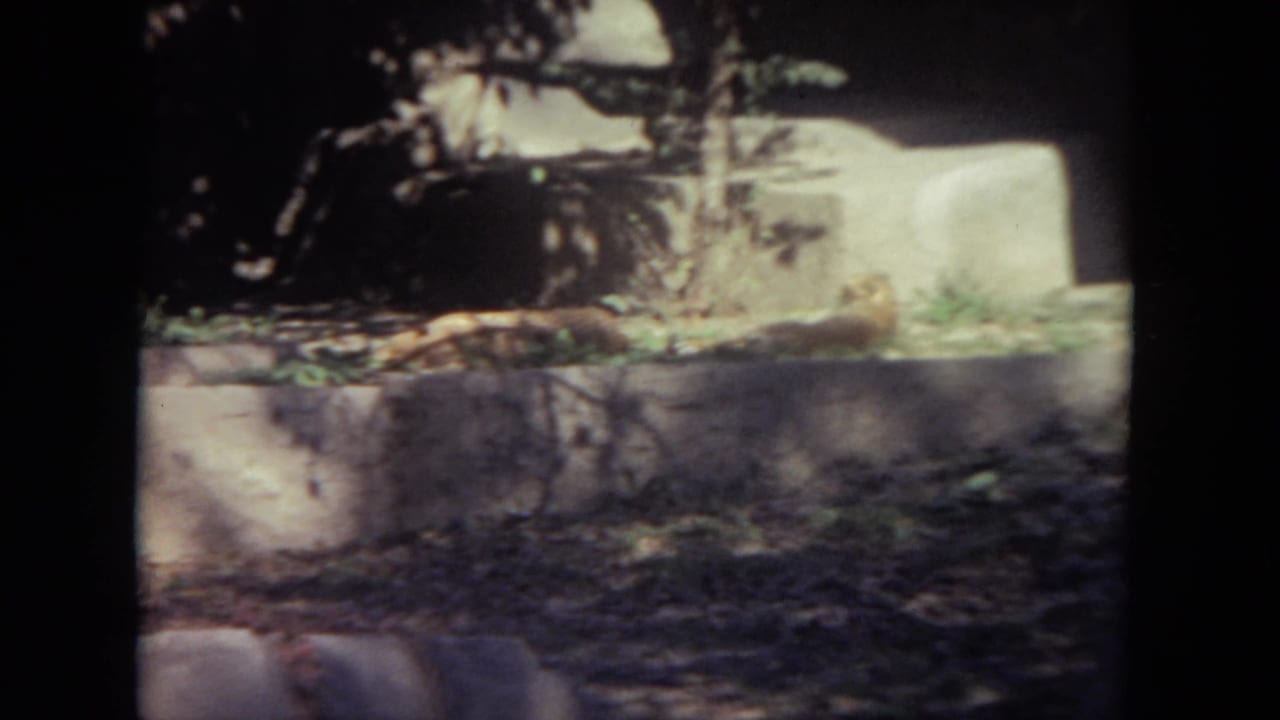 Zoo enclosure area with a low wall, ground cover, shadows, and a dark animal shape near the back.