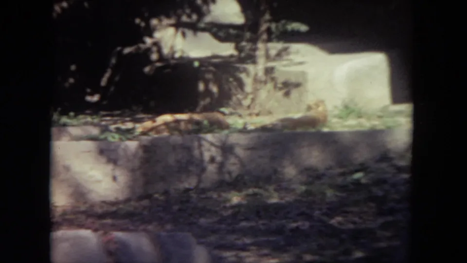 Outdoor zoo enclosure in the supplied Lincoln Park clip, with wall, winter ground cover, shadows, and a probable lion shape in the rear.