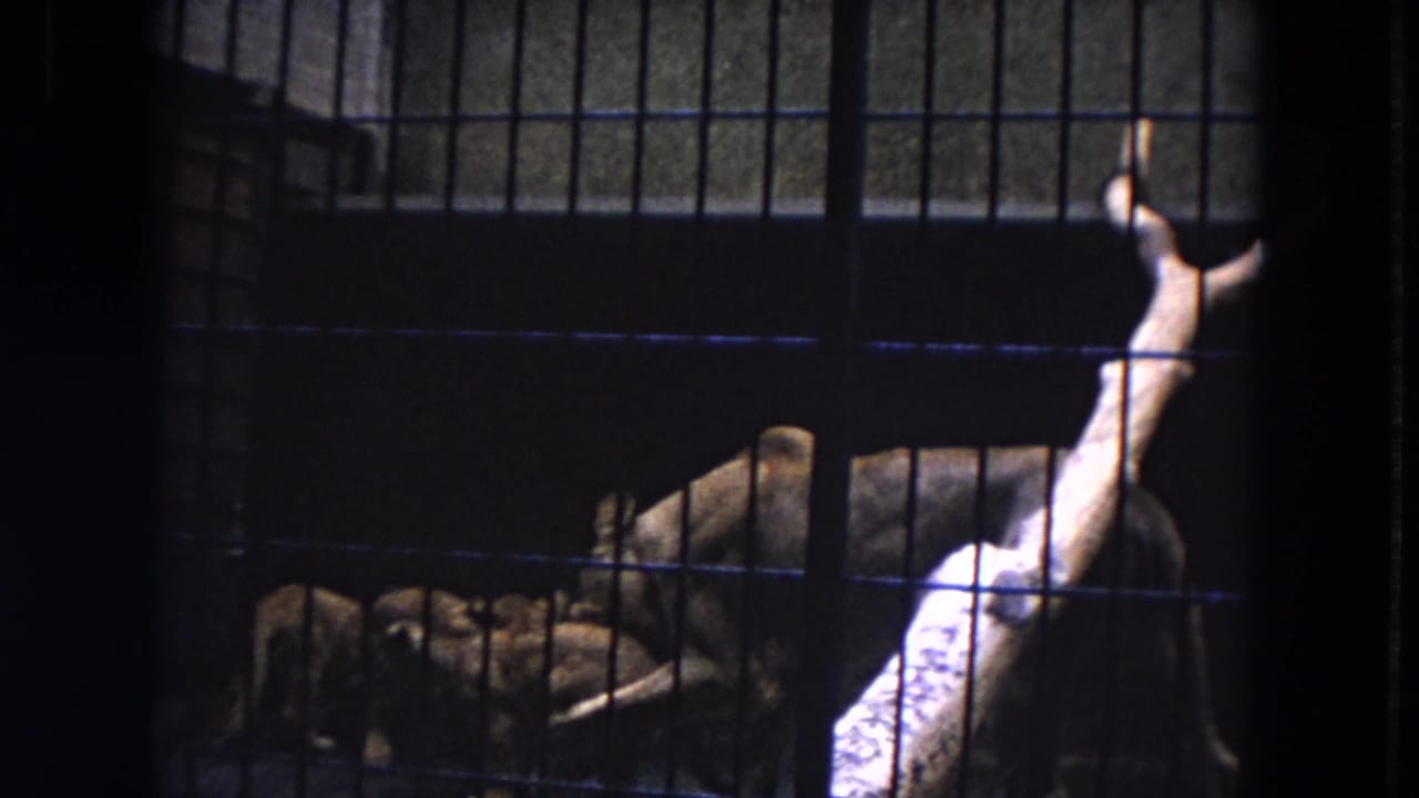 Lion cubs and an adult lioness behind dark metal cage bars.