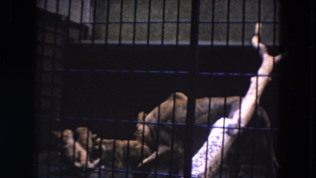 Lion cubs gathered beside a lioness in a barred enclosure.