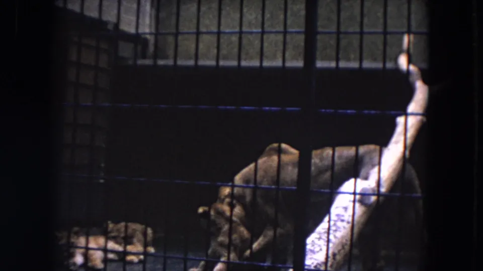 1970s 8mm zoo footage frame showing cubs low near bedding or straw with a lioness behind them in a barred enclosure.