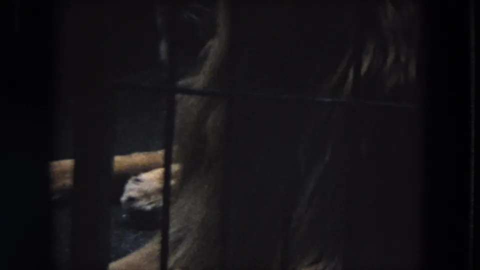 Low-light 8mm frame at Lincoln Park Zoo with a partially obscured lioness and enclosure details behind dark bars.