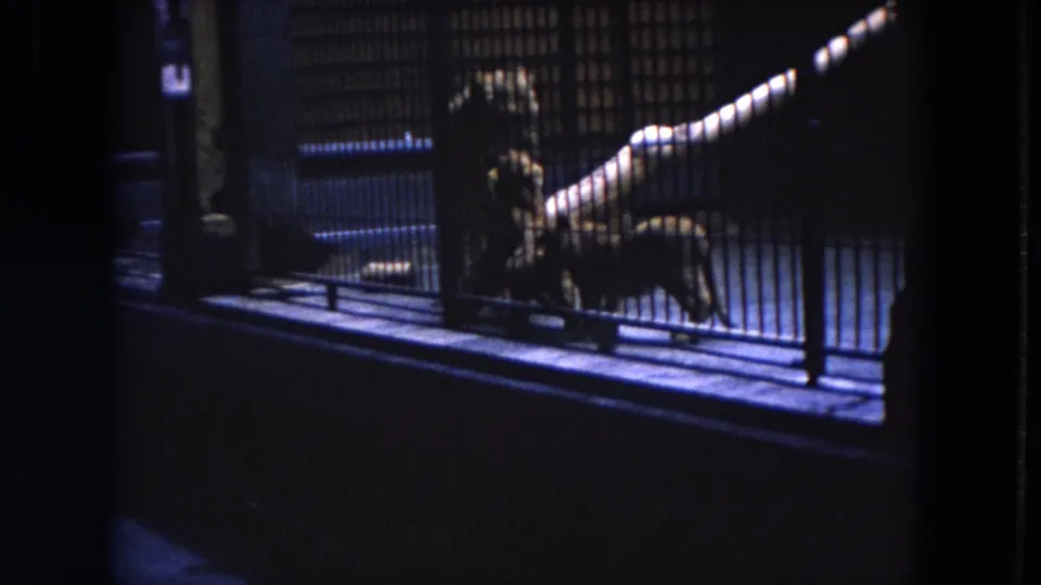 1972 Lincoln Park, Illinois 8mm frame showing cheetahs inside a barred zoo enclosure under dim blue-toned light.