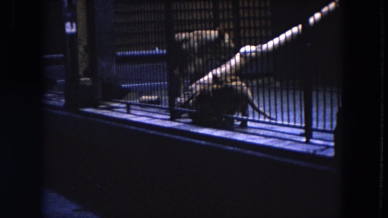 A cheetah rests near the bars inside a shadowed enclosure.