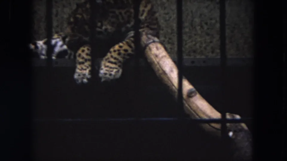 Close 1972 8mm view of a spotted cheetah partly hidden behind vertical bars, with paws and a wooden log visible in the enclosure.