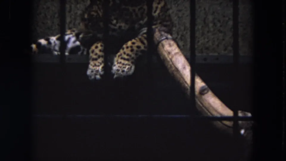 Final 1972 Lincoln Park frame showing part of a cheetah, its spotted legs and paws, and a pale log inside the barred enclosure.