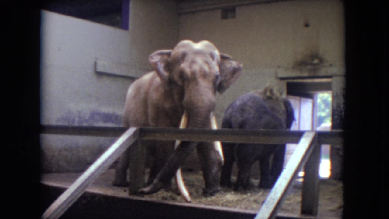 Two elephants stand inside a concrete zoo enclosure behind a wooden barrier.