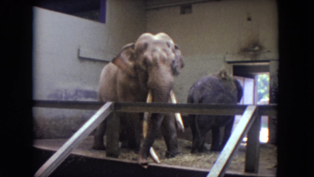A tusked elephant faces the camera while another elephant stands behind it.
