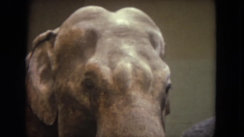 Close 8mm view of the larger elephant's wrinkled head and ears inside the Lincoln Park Zoo enclosure.