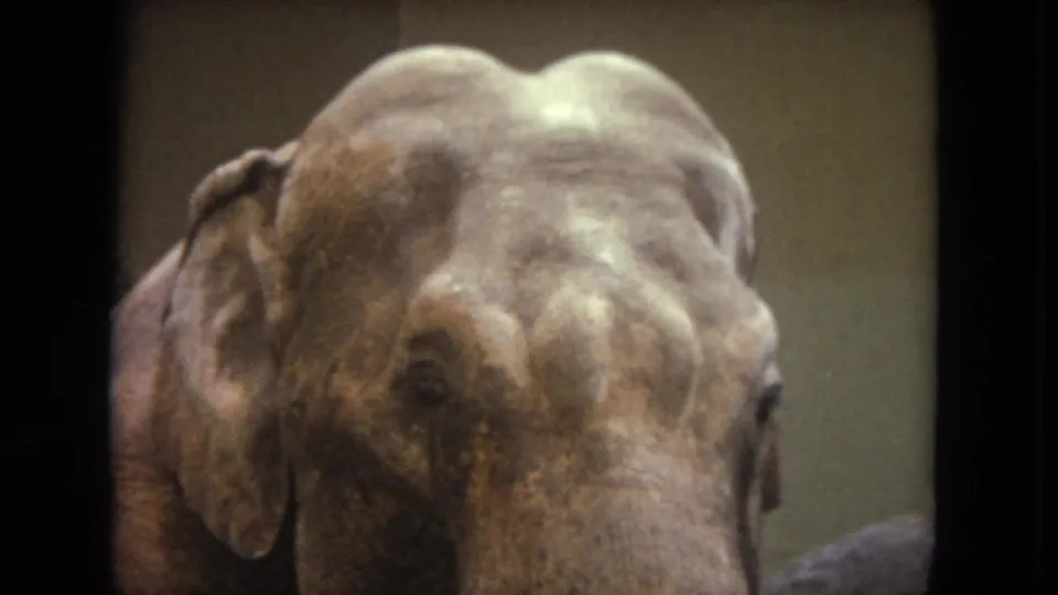 The final frame holds on the larger elephant's face, showing its wrinkled skin, eye, and ear in soft 8mm color.