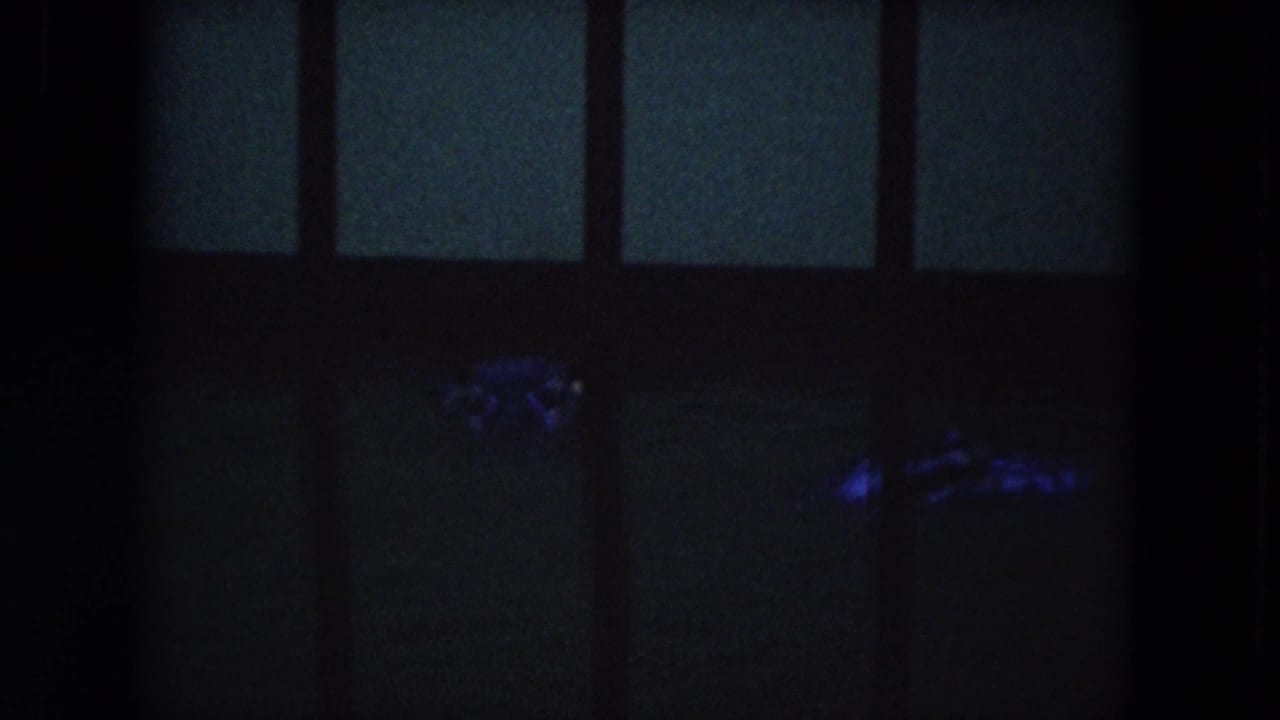 1972 Lincoln Park footage appears to show a crocodilian low in dark water behind vertical bars in a blue-lit enclosure.